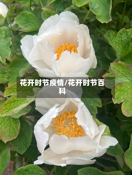 花开时节疫情/花开时节百科